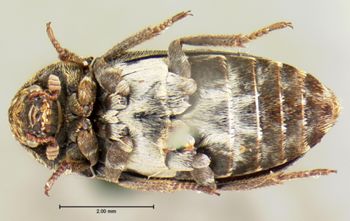 Media type: image;   Entomology 6861 Aspect: habitus ventral view